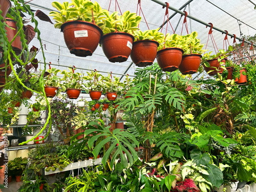 Greenhouse, plant store. Exotic plants in a greenhouse, nursery. Pots, flowers, bushes, palms, cacti.