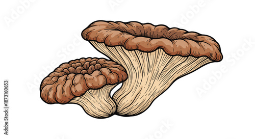 Two detailed oyster mushrooms illustrated in a colorful vintage hand-drawn woodcut style isolated on a white background.