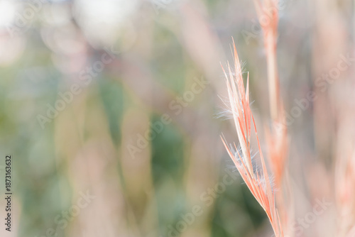 メリケンカルカヤ