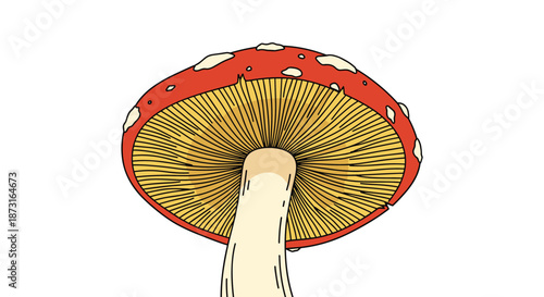 A low-angle view of a classic red and white spotted fly agaric or toadstool mushroom illustrated with detailed gills and stem.