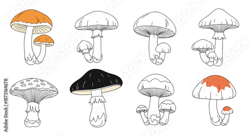 A set of various mushroom species in a hand-drawn illustration style showing both colored and black and white line art versions.