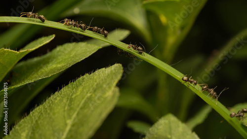 Foto close up photo of black ants marching on a blade of grass