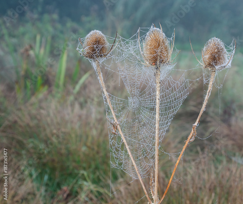 Slika na platnu Cobwebs on teasel in autumn
