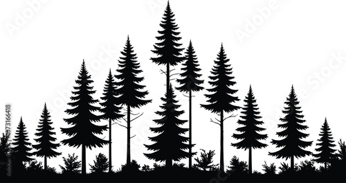 Pine forest silhouette vector illustration with tall evergreen trees woodland nature landscape background isolated on white for design projects