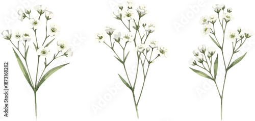 Delicate Watercolor Illustration of Three Baby's Breath Flower Sprigs on White Background