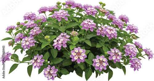 Vibrant purple and lavender Lantana flowers blooming on a green bush isolated on white