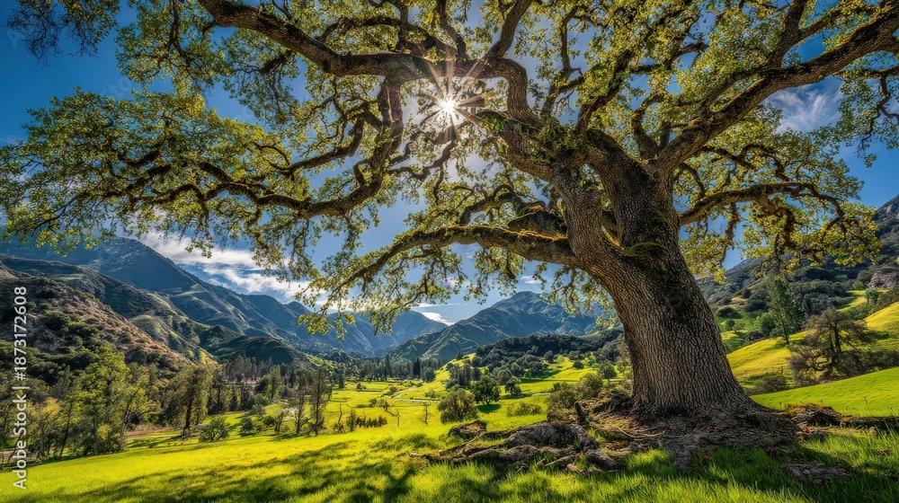 Fototapeta premium A majestic tree stands in a lush green landscape, with sunlight streaming through its branches, surrounded by mountains and rolling hills.