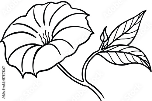 Detailed Morning Glory Vine and Buds Line Art, Black and White Floral Vector for Coloring Pages and Art Prints