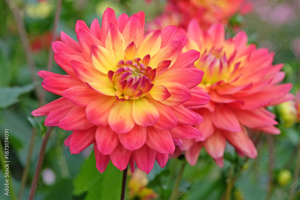 Fototapeta premium Pink, orange and yellow cactus dahlia `Rainbow Silence` in flower.