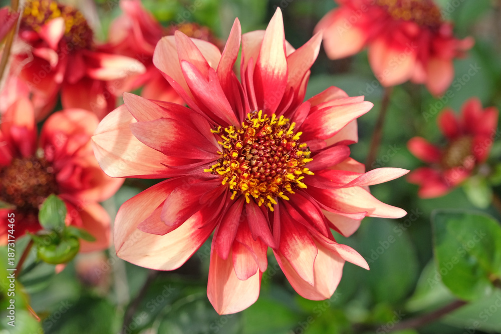 Obraz premium Orange and red collarette Dahlia ‘Sarah Raven’ in flower.