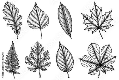 Vector autumn drawing leaves set. Isolated on white background