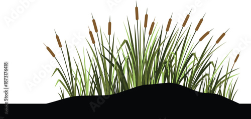 Cattail marsh grass silhouettes and hand drawn plant vector set, wetland reed botanical sketches, meadow vegetation elements on white background.