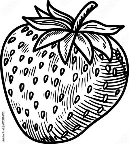 Strawberry fruit illustration detailed sketch drawing with seeds and leaves