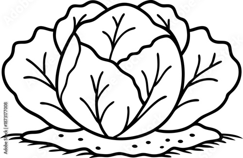 Cabbage vegetable growing in soil with detailed leaves and veins illustration