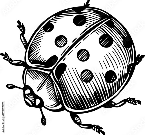 Ladybug illustration black and white drawing insect with spotted shell and detailed legs