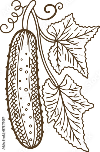 Hand drawn cucumber with vine and leaves illustration in vintage line art
