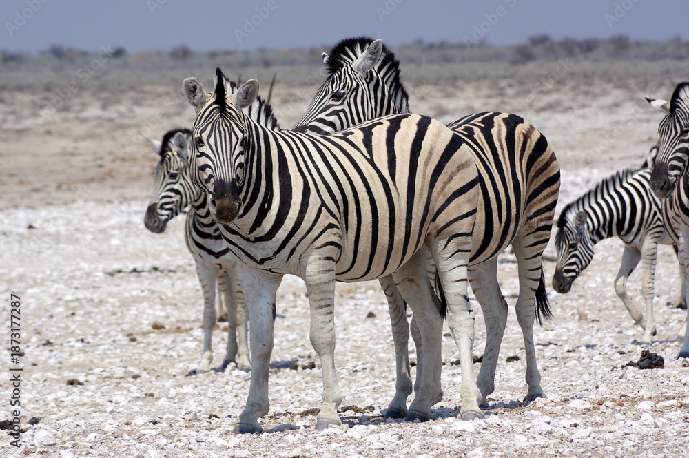 Naklejka premium Zèbres dans le parc national d'Etosha en Namibie