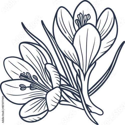 Two blooming crocus flowers with long slender leaves detailed botanical line art drawing