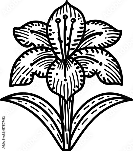 Hand drawn lily flower illustration with detailed petals and leaves line art design