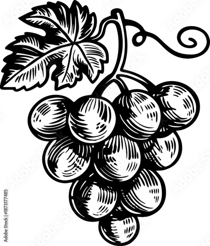 bunch of grapes with leaf black and white vintage engraving illustration