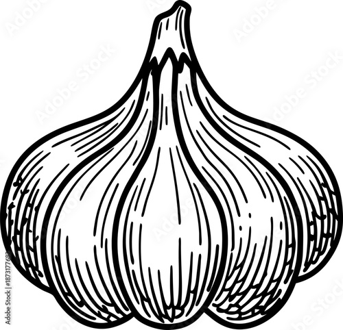 hand drawn garlic bulb illustration detailed sketch, natural herb vegetable culinary ingredient