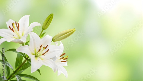 Delicate white lilies in bloom with a soft blurred green background