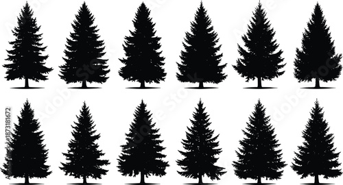 Pine and fir tree silhouette set, evergreen forest collection, black conifer shapes, winter nature elements, realistic tree forms vector illustration