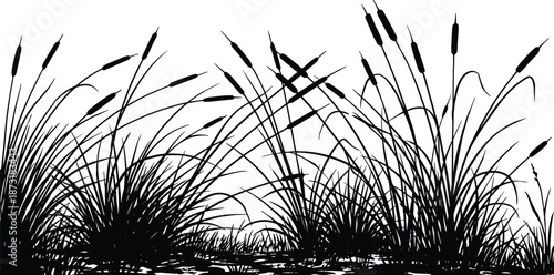 Reed grass silhouettes illustration, wetland cattails and marsh plants border, natural water landscape scene, botanical nature design, black and white vector artwork