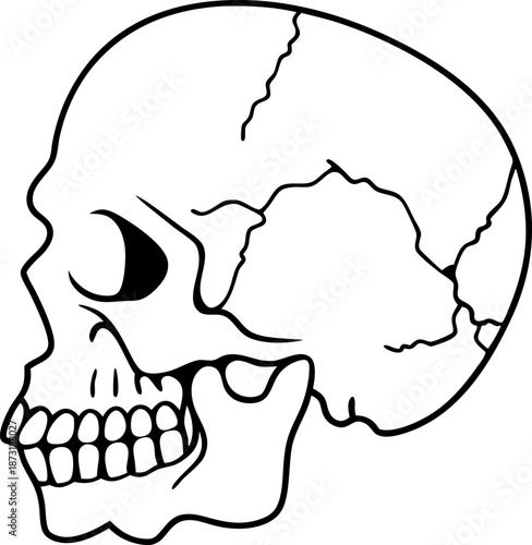 Human skull illustration with visible teeth and cranial sutures in side profile view