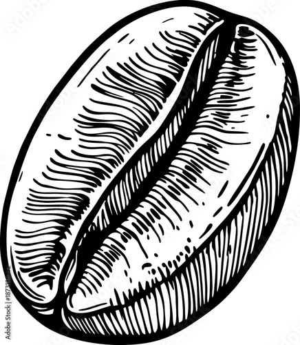 Close up detailed black and white illustration of a single coffee bean with textured lines