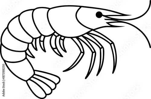 Shrimp outline illustration sea food crustacean, marine animal with antenna and segmented body
