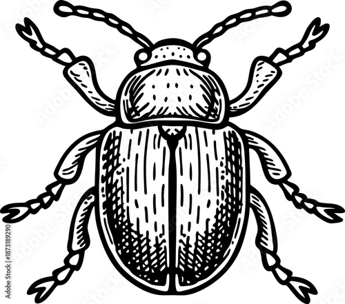 Black and white line drawing of a beetle with detailed legs and antennae illustration