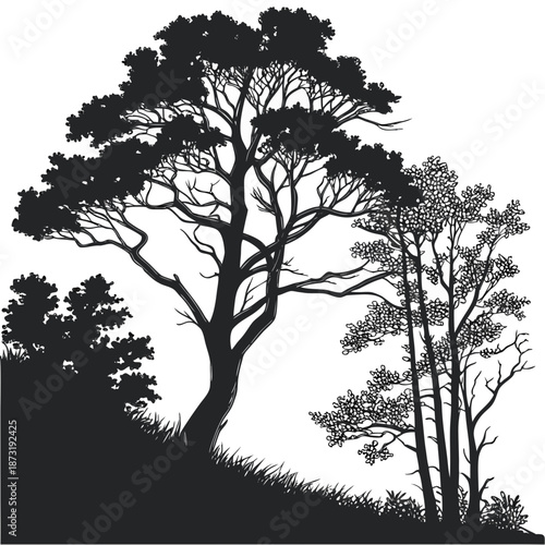 Silhouette of trees in forest