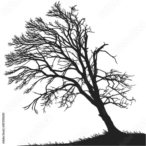 Silhouette of a leafless tree