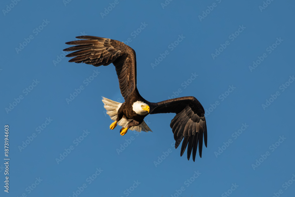 Obraz premium Fly like an Eagle