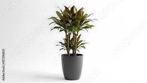 A tall green and burgundy leafy plant in a dark gray pot on a white background potted plant indoor plant