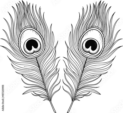 Peacock feather line art illustration, symmetrical decorative plume design, elegant nature ornament, black white hand drawn vector artwork