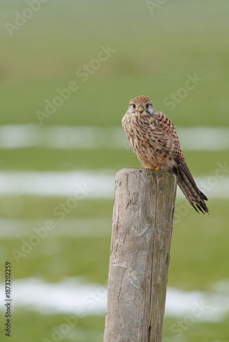 A kestrel sitting on a post in its natural environment