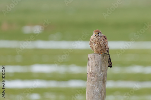 A kestrel sitting on a post in its natural environment