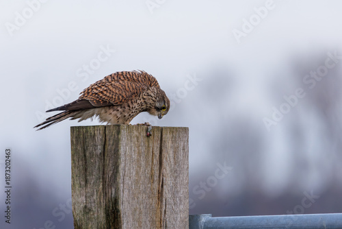 A kestrel sitting on a post in its natural environment