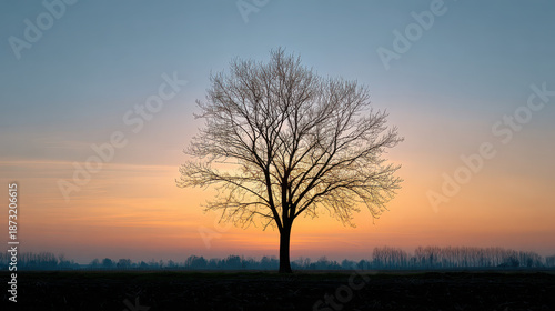 Bare tree silhouette at sunset with colorful sky and peaceful landscape in background, evoking calm and quiet mood