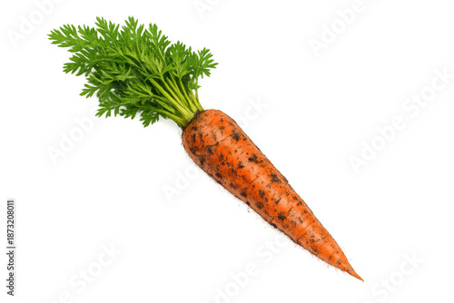 Fresh organic carrot with green leaves still attached, showing healthy food, gardening, and natural root vegetables
