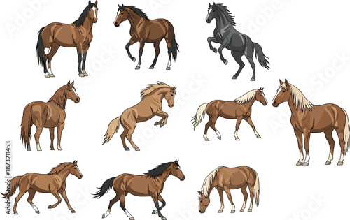 Horse illustrations, cartoon horses, animal poses, equine anatomy, walking horse, rearing horse, brown and black horses, artistic reference, movement study