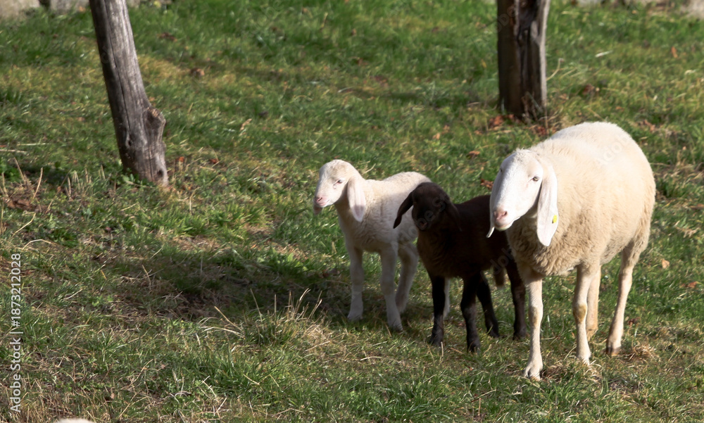Fototapeta premium Paesi e animali di montagna