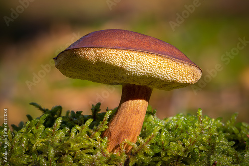 Bbay bolete mushroom close up