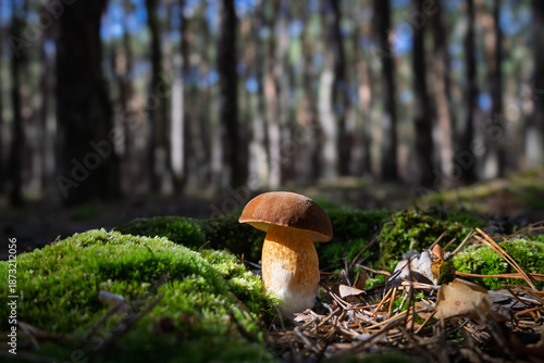Bbay bolete mushroom