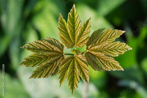 Himalayan maple sprouting leaves close up