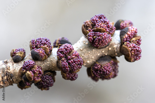 European ash detailed macro