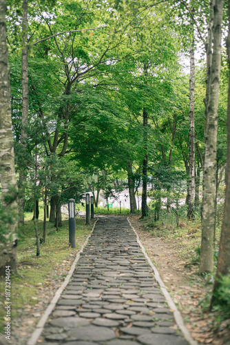Wooden path through a lush green forest park