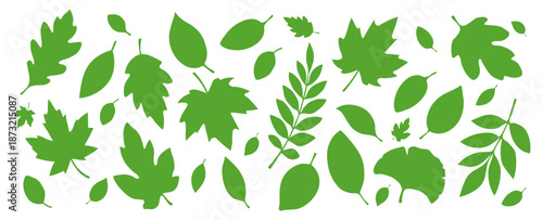 A set of green leaves of different shapes on a white background. Fresh, juicy leaves, for seasonal designs. Vector EPS 10.